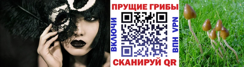 Псилоцибиновые грибы Psilocybine cubensis Новотитаровская